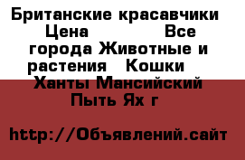 Британские красавчики › Цена ­ 35 000 - Все города Животные и растения » Кошки   . Ханты-Мансийский,Пыть-Ях г.